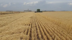 Campo de trigo com uma maquina de colheita ao fundo. Foto: Pixabay