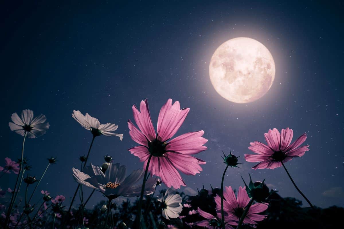 Lua