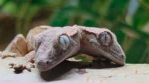 Lagartixa de duas cabeças no detalhe