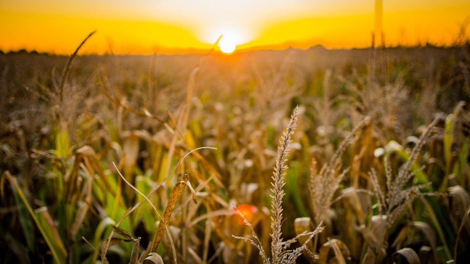Agronegócio. Foto: Pixabay.