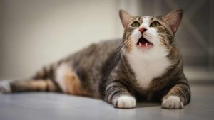 Gatinho