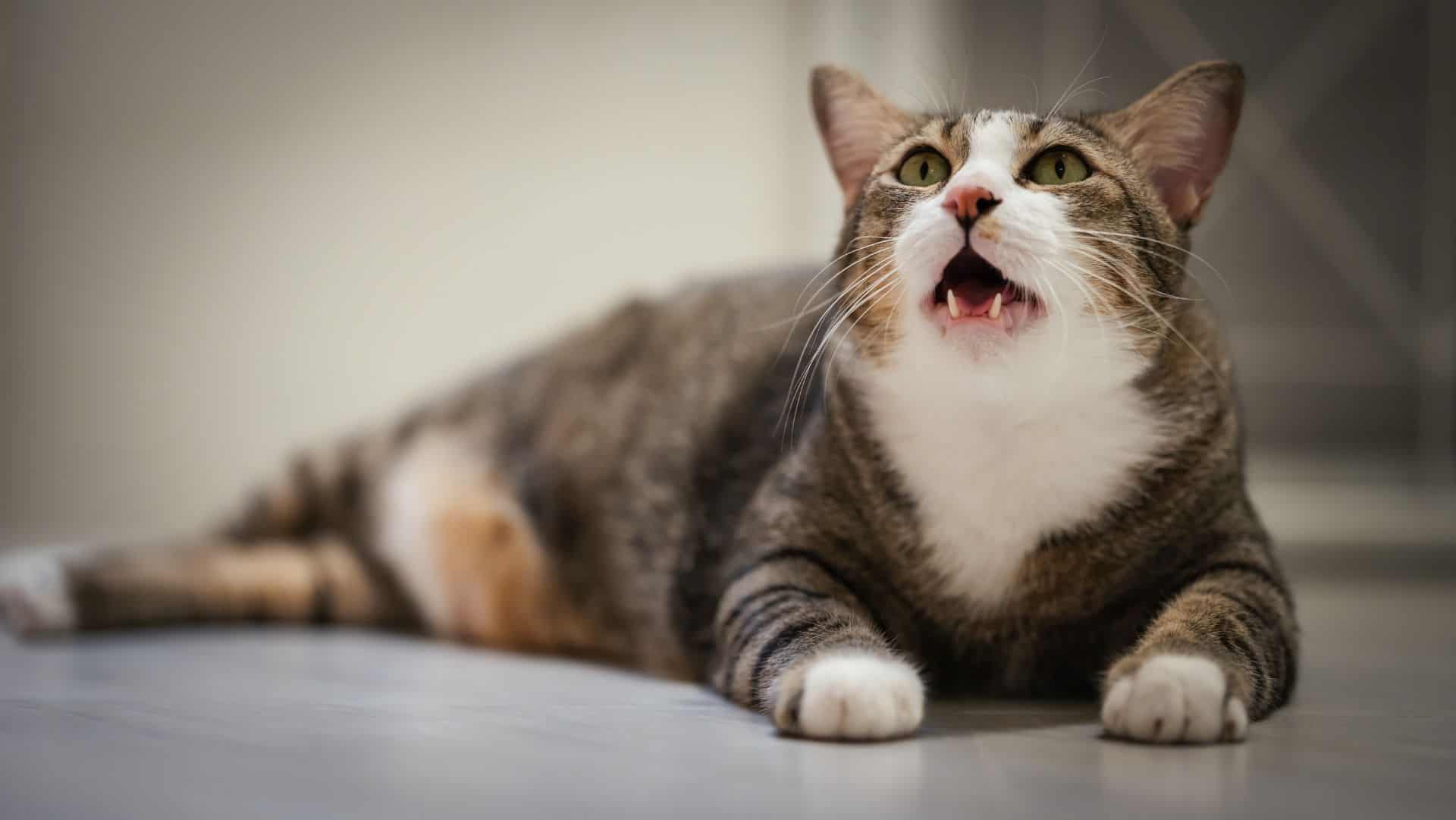 Gatinho